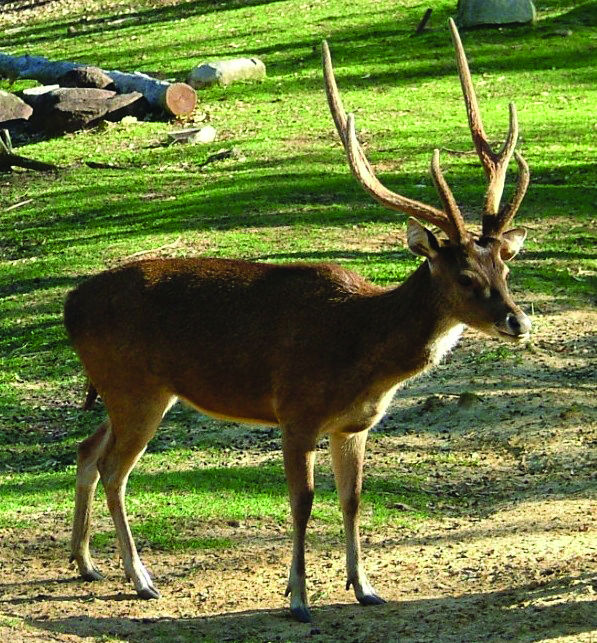 A guide to Deer Breeds in Australia Full Force Hunting Blog